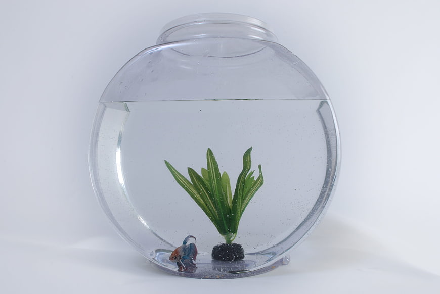 Small betta fish in a clear glass bowl with green aquatic plant