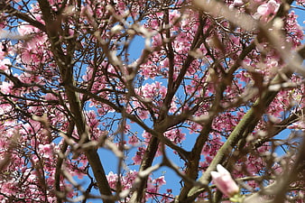 Pink Magnolia Blossoms Against Blue Sky in Spring