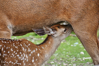 Baby Fawn Nursing from Mother Deer in Green Field