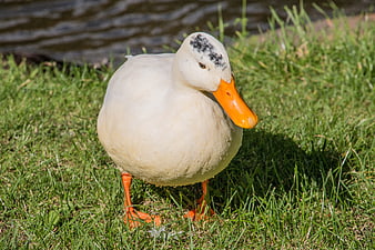 White Pekin Duck with Orange Beak on Green Grass