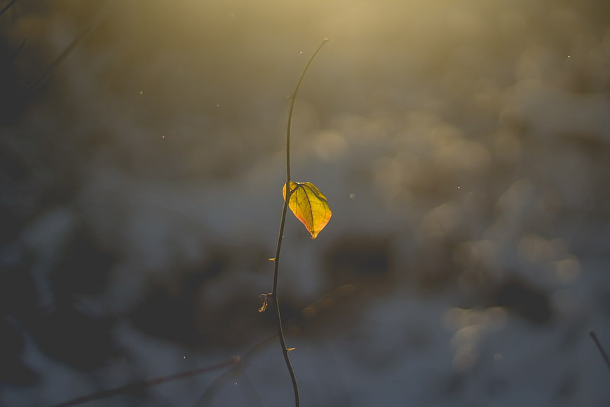 Lone yellow leaf on vine against blurred autumn background