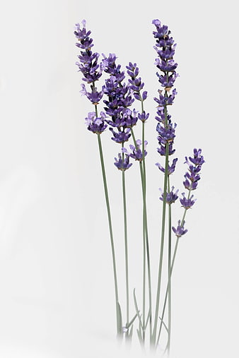 Fresh Lavender Stems on White Background