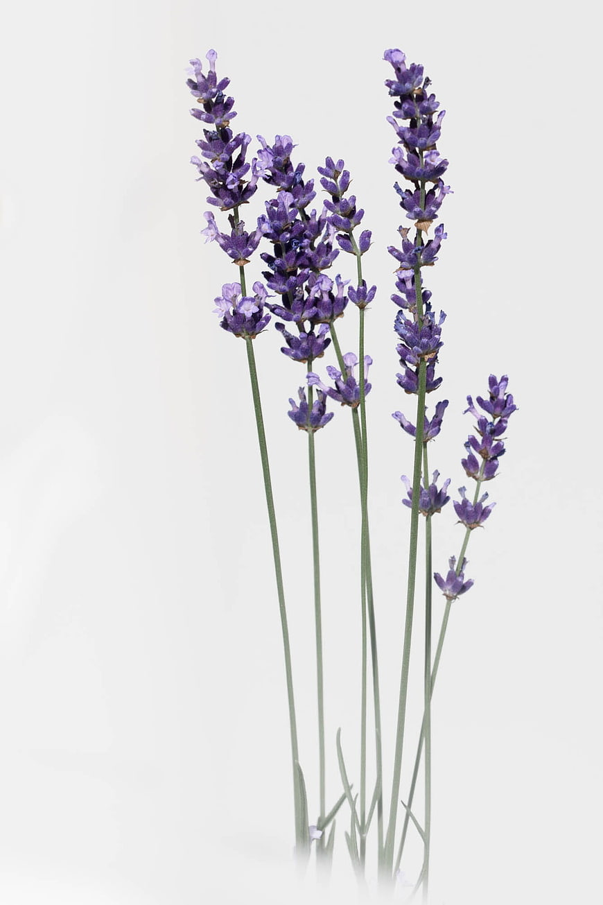 Fresh Lavender Stems on White Background
