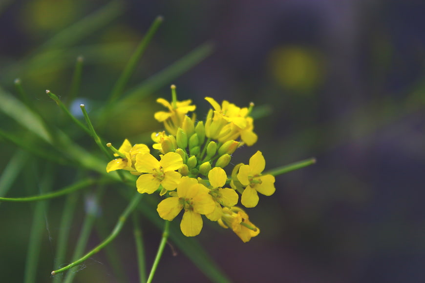 Close-up of yellow wildflower cluster with green stems