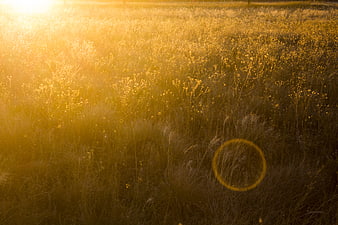 Golden Sunset Over Wildflower Field with Lens Flare