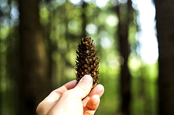 Hand Holding Pine Cone in Forest