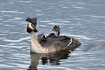 Great Crested Grebe with Chicks on Calm Water