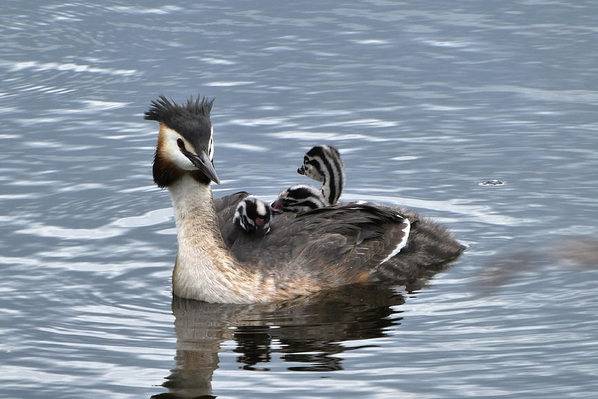 Great Crested Grebe with Chicks on Calm Water