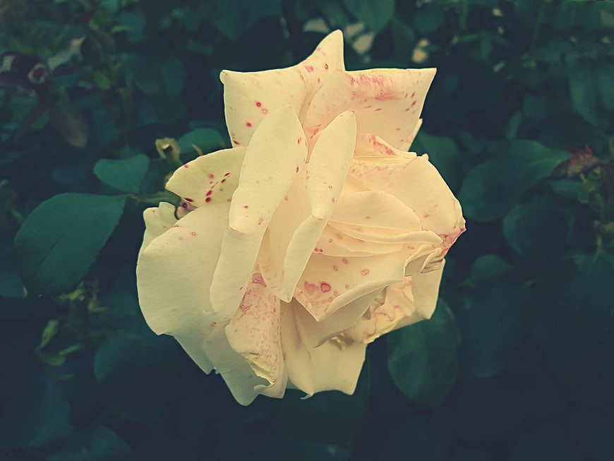 Close-up of a cream rose with pink speckles in a garden