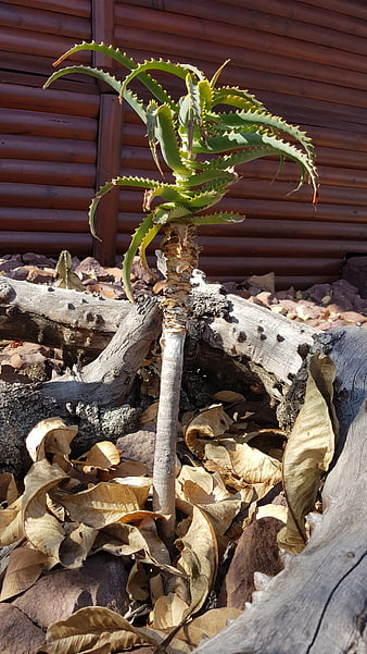 Aloe Vera Plant Growing in Garden with Wooden Fence Background