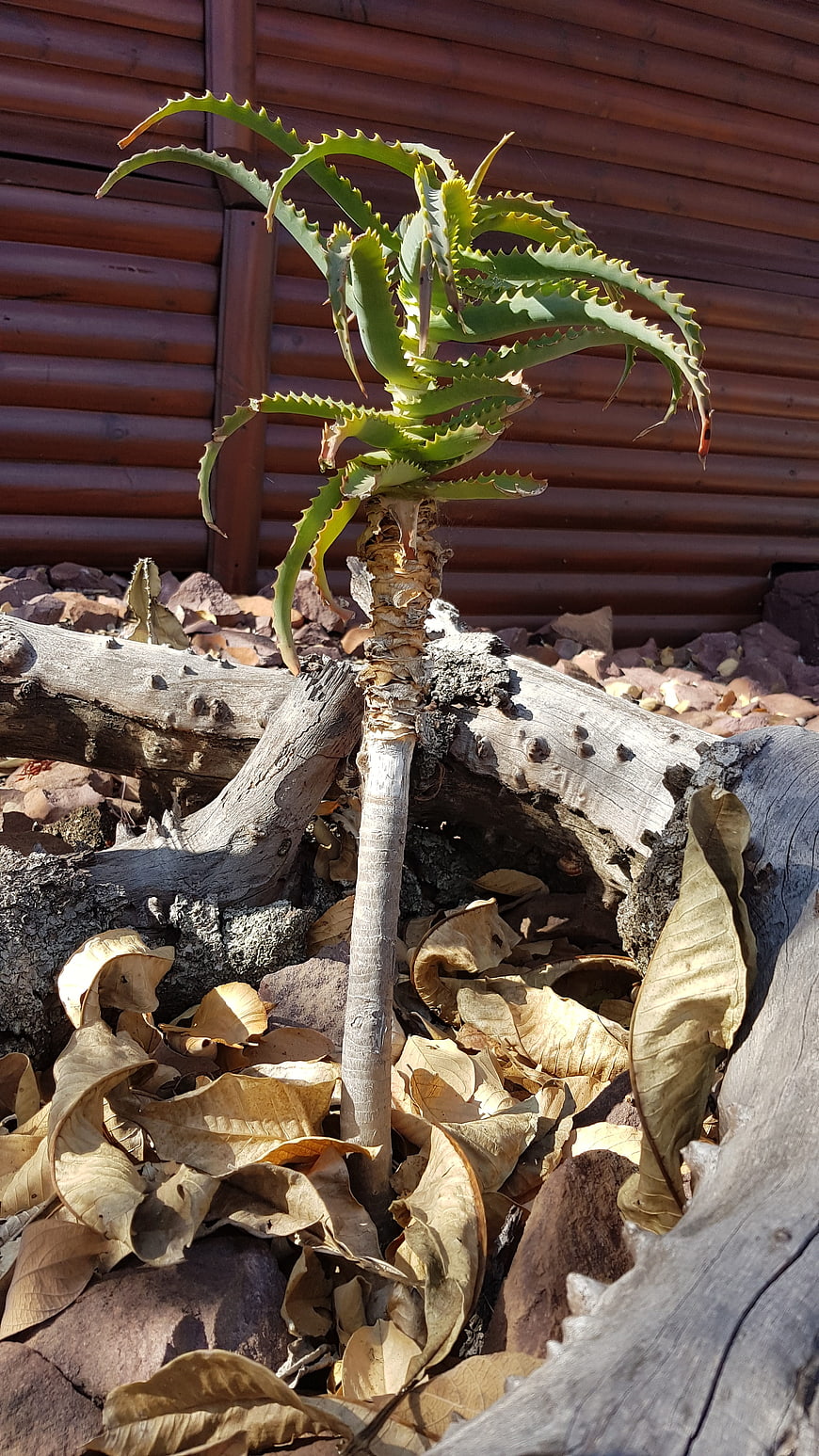 Aloe Vera Plant Growing in Garden with Wooden Fence Background