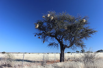 Lone Tree with Weaver Bird Nests in Namibian Savanna