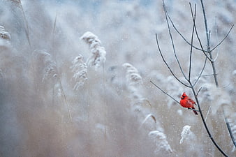 Red Cardinal Bird Perched on Branch in Snowy Winter