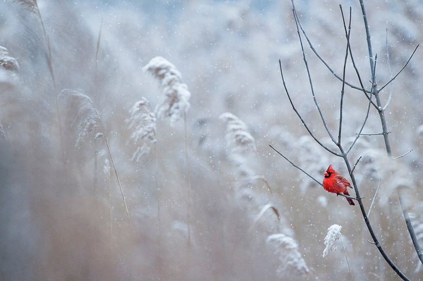 Red Cardinal Bird Perched on Branch in Snowy Winter