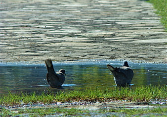 Two pigeons bathing in a puddle on a paved path