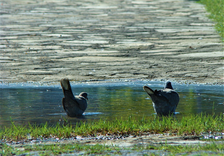Two pigeons bathing in a puddle on a paved path