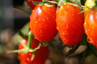 Close-up of ripe red tomatoes with water droplets on vine