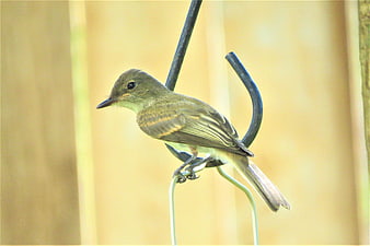 Small brown bird perched on a metal hook against a blurred background