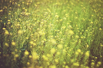 Field of yellow wildflowers with blurred foreground and background