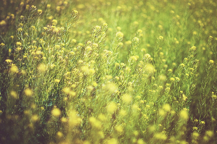 Field of yellow wildflowers with blurred foreground and background