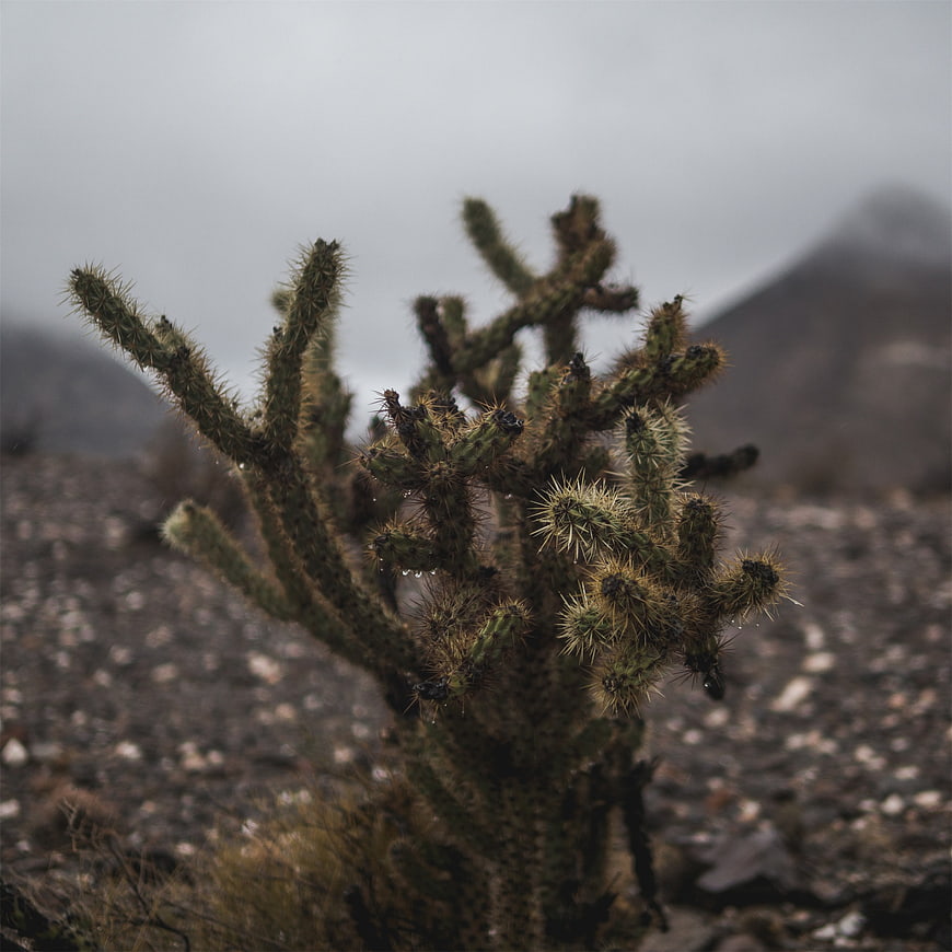 Spiny Cholla Cactus in Foggy Desert Landscape