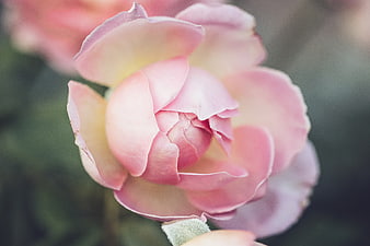 Close-up of delicate pink rose petals in soft focus