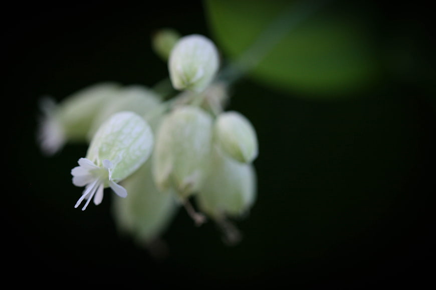 Close-up of delicate white flower buds against dark background