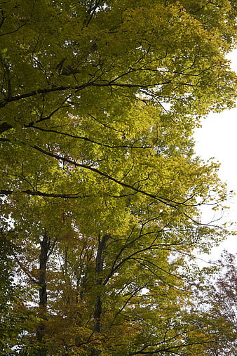 Low angle view of green and yellow autumn tree canopy