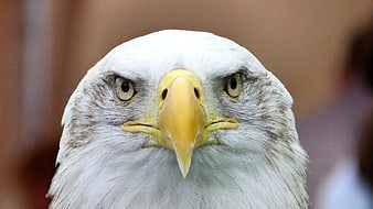 Close-up portrait of a bald eagle head