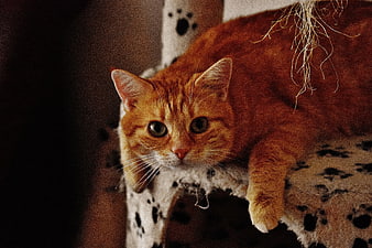 Orange Tabby Cat Resting on Paw Print Cat Tree