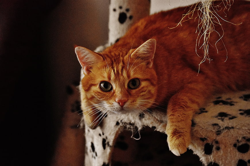 Orange Tabby Cat Resting on Paw Print Cat Tree