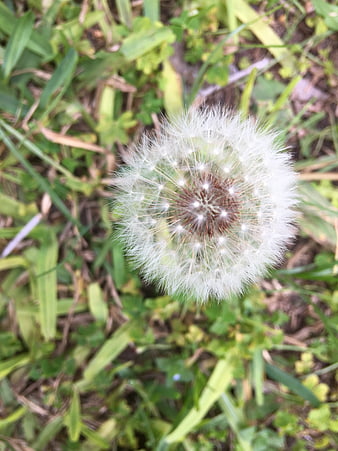 Close-up of a white dandelion seed head in green grass