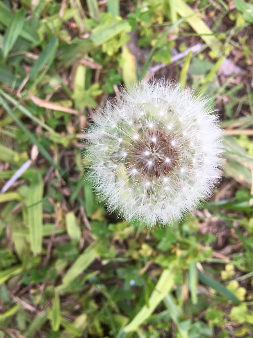 Close-up of a white dandelion seed head in green grass