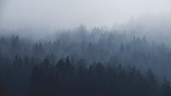 Misty Pine Forest Landscape in Blue Fog
