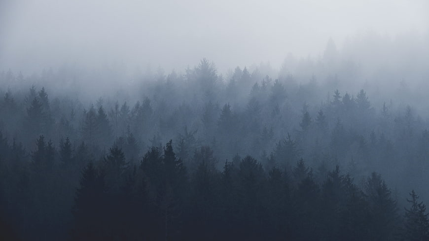 Misty Pine Forest Landscape in Blue Fog