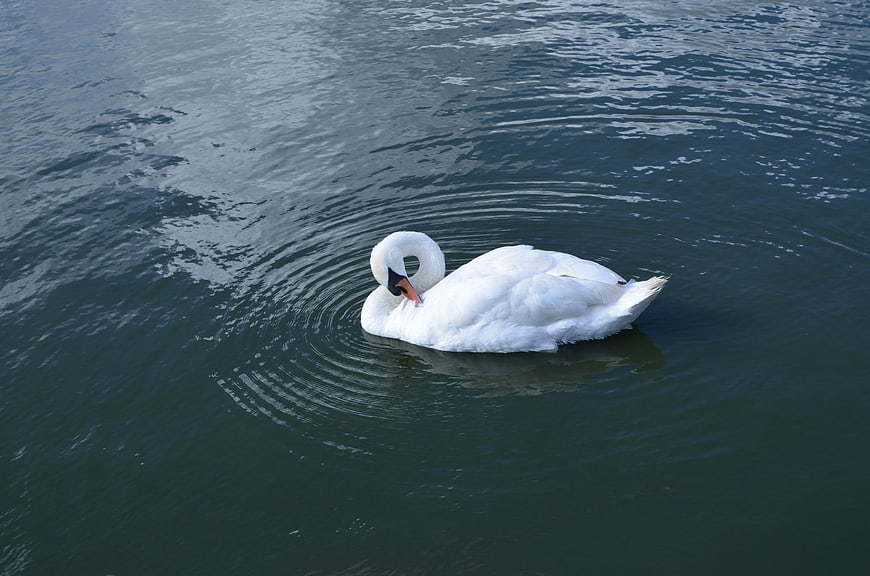 White Swan Swimming in Dark Water