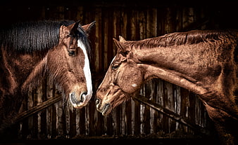 Two brown horses touching noses in a rustic wooden stable