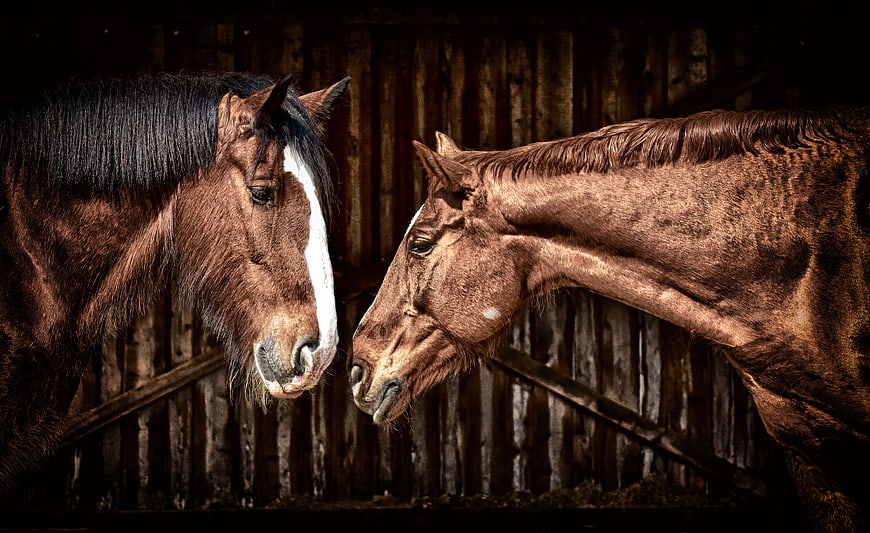 Two brown horses touching noses in a rustic wooden stable
