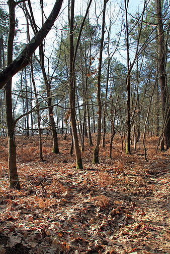 Sunlit forest floor covered in brown autumn leaves
