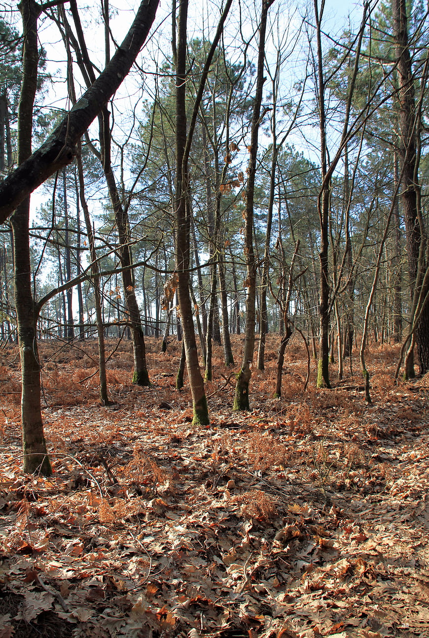 Sunlit forest floor covered in brown autumn leaves