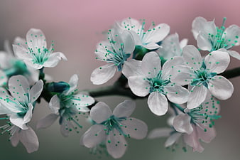 White Blossoms with Teal Stamen on Blurred Background