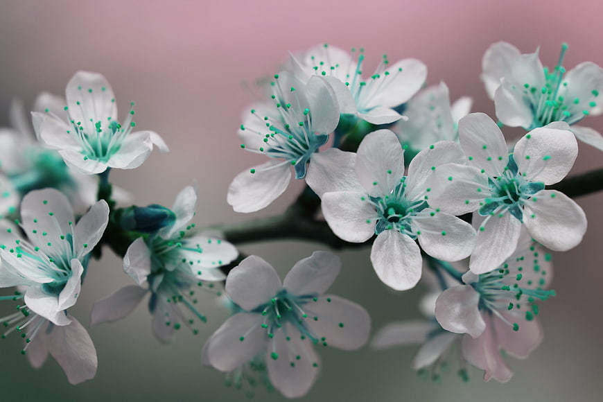White Blossoms with Teal Stamen on Blurred Background