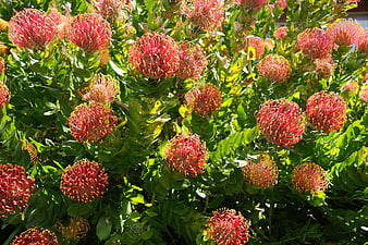 Vibrant Red Pincushion Protea Flowers in Full Bloom