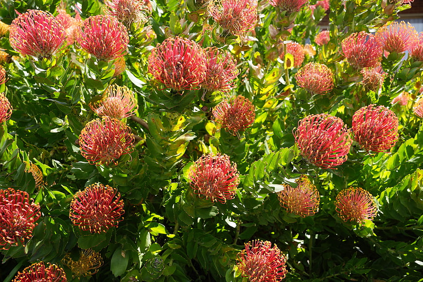 Vibrant Red Pincushion Protea Flowers in Full Bloom