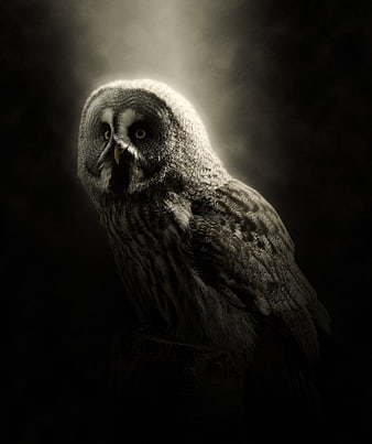 Mystical Great Grey Owl Portrait In Dramatic Dark Lighting