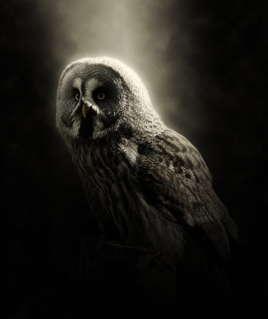 Mystical Great Grey Owl Portrait In Dramatic Dark Lighting