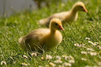 Cute Yellow Duckling in Green Grass with Daisies