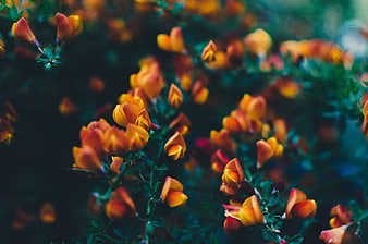 Close-up of vibrant orange gorse flowers in a garden