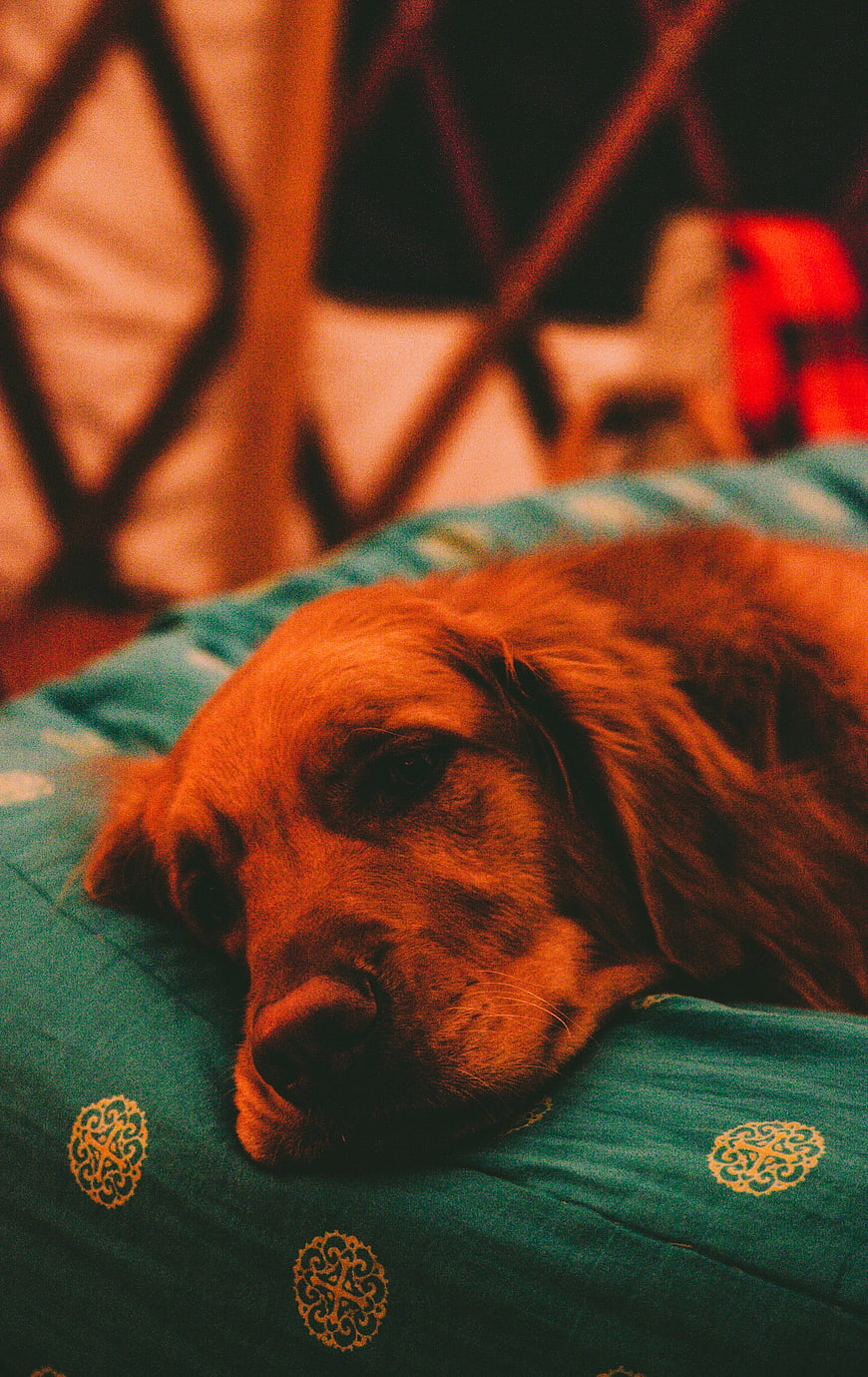 Sleeping Golden Retriever on Patterned Bedding