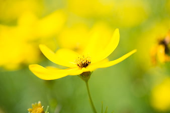 Close-up of a vibrant yellow flower with blurred green background